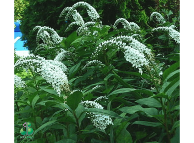 Lysimachia clethroides